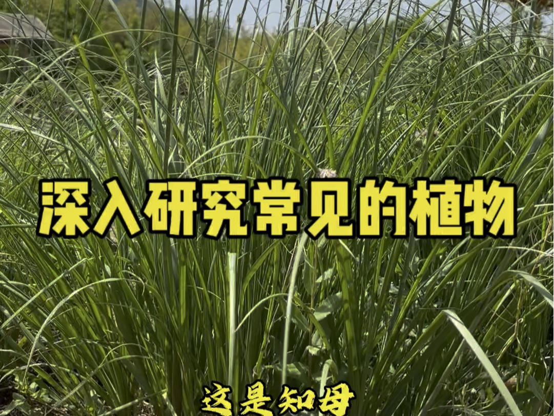 深入研究常见的植物哔哩哔哩bilibili