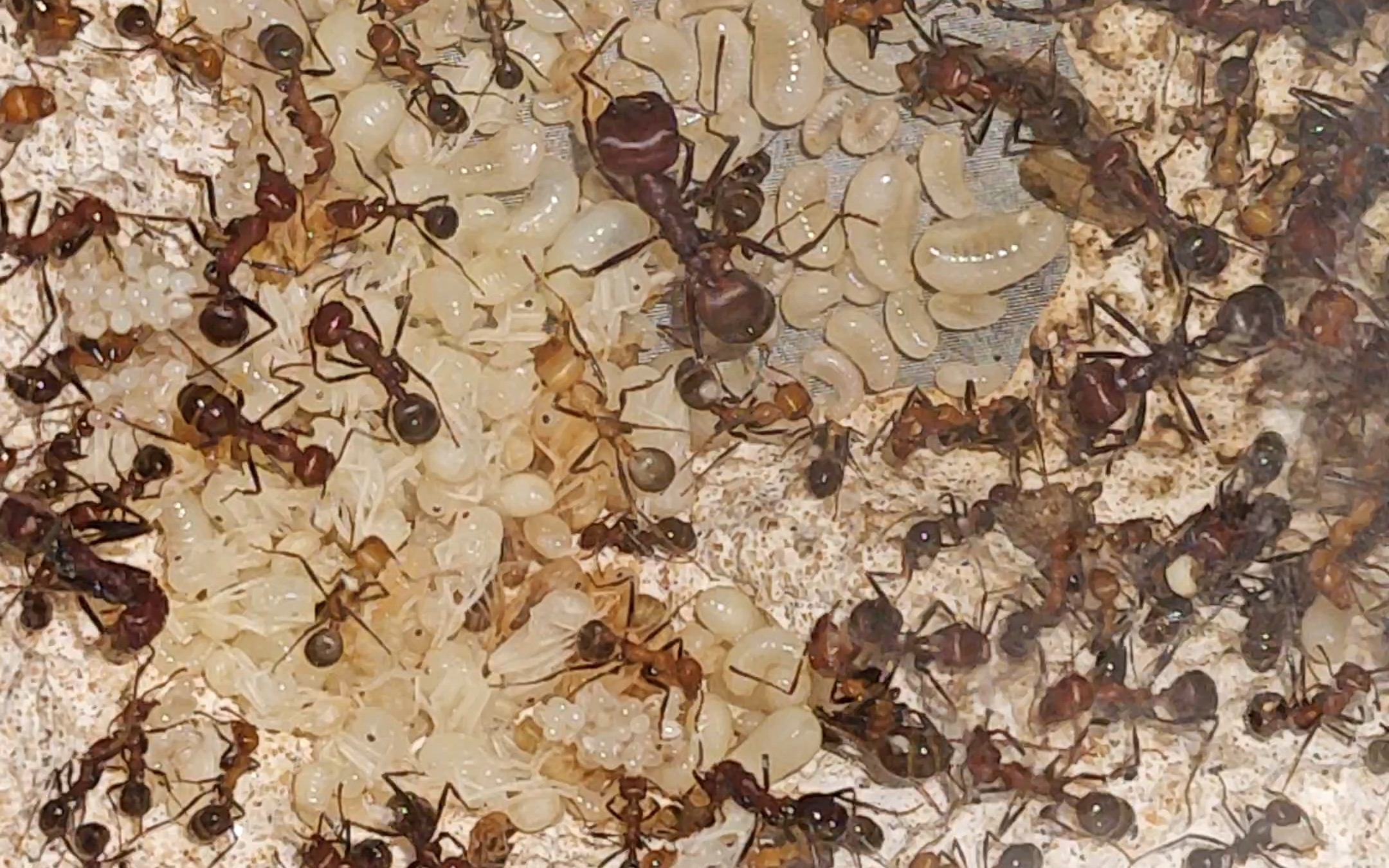 [肯尼亚收获蚁]发育记录