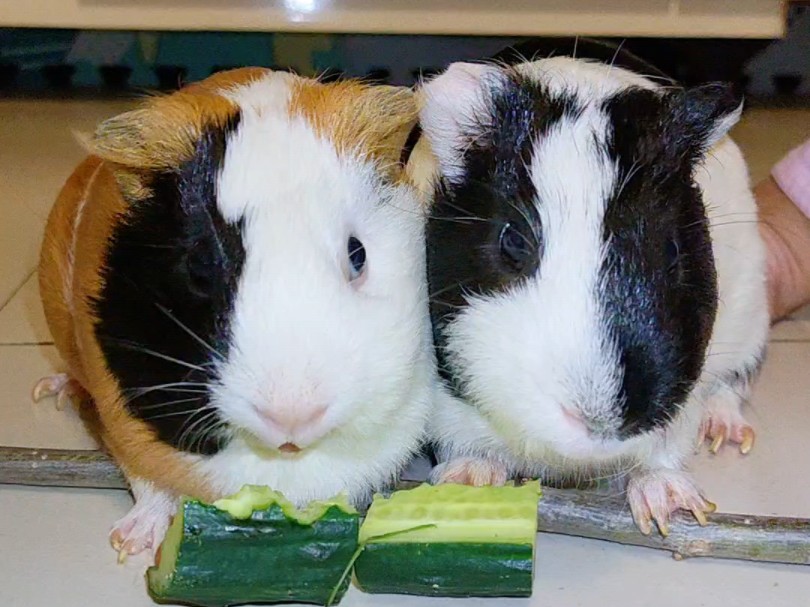 猪小黑猪小黄夫妻同框吃黄瓜,从头到屁股360度围观,越看越有夫妻相