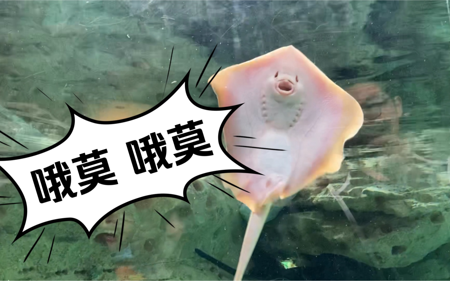 长得像张人脸的魔鬼鱼宝宝
