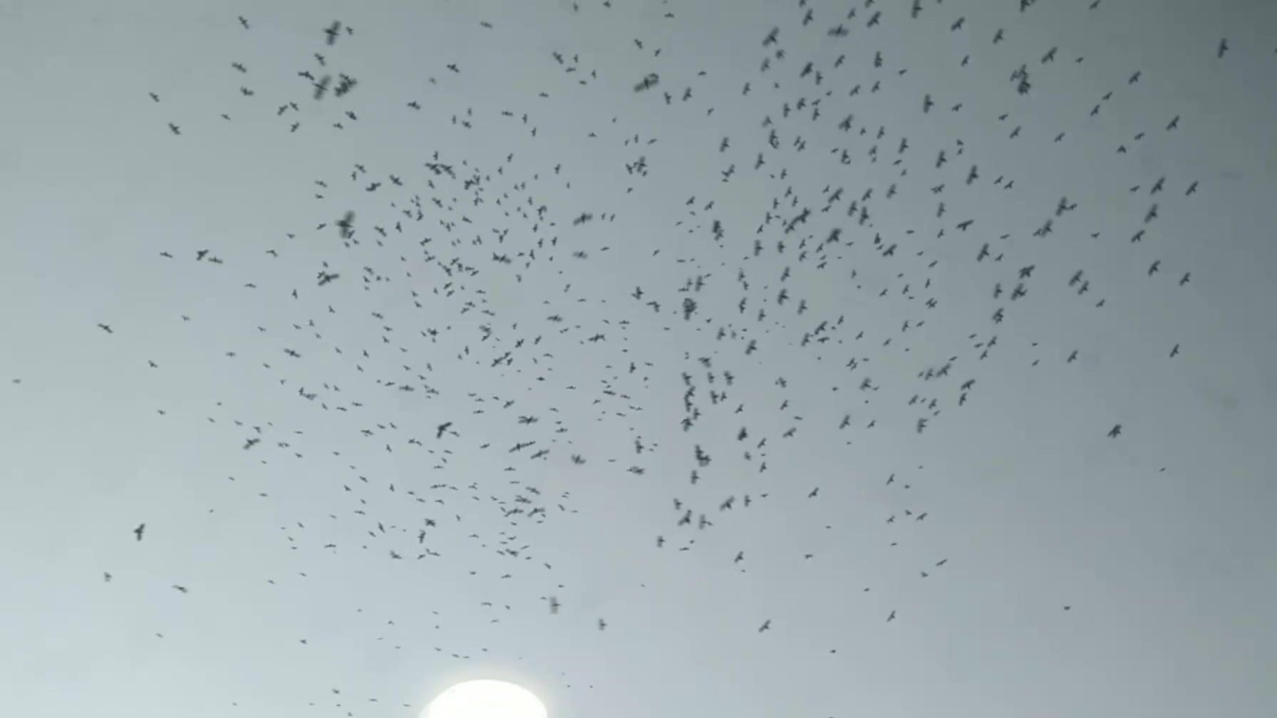晚上窗外群飞的鸟(乌鸦?