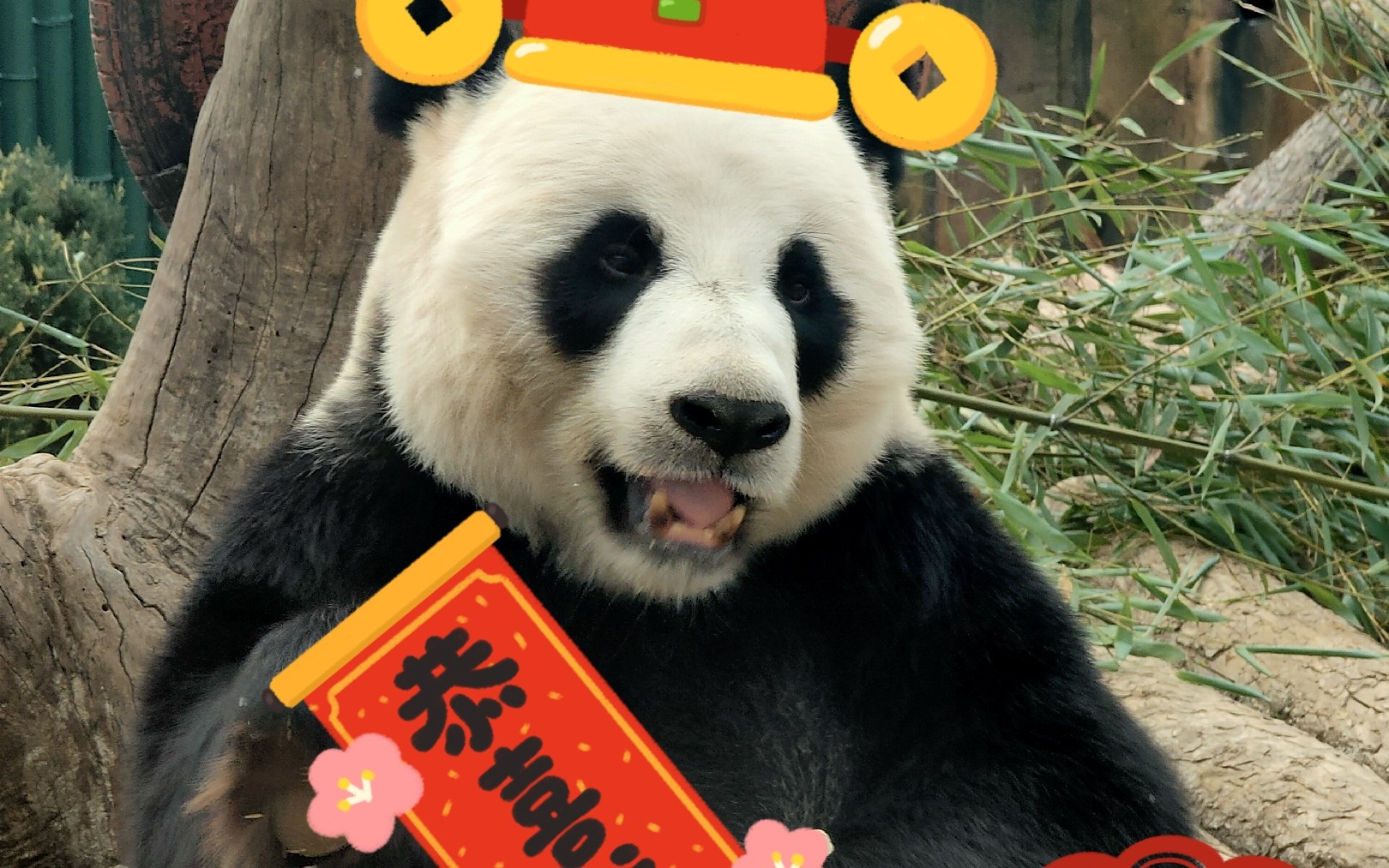 熊猫金虎新春礼包开箱视频妙音实力抢戏金虎秒变怂怂