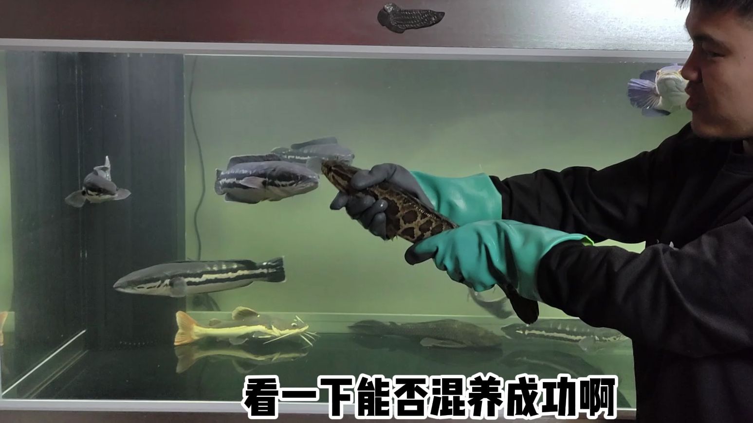 0厘米黑鱼挑战猛鱼缸,蟒纹雷龙大战5条铅笔?谁能更胜