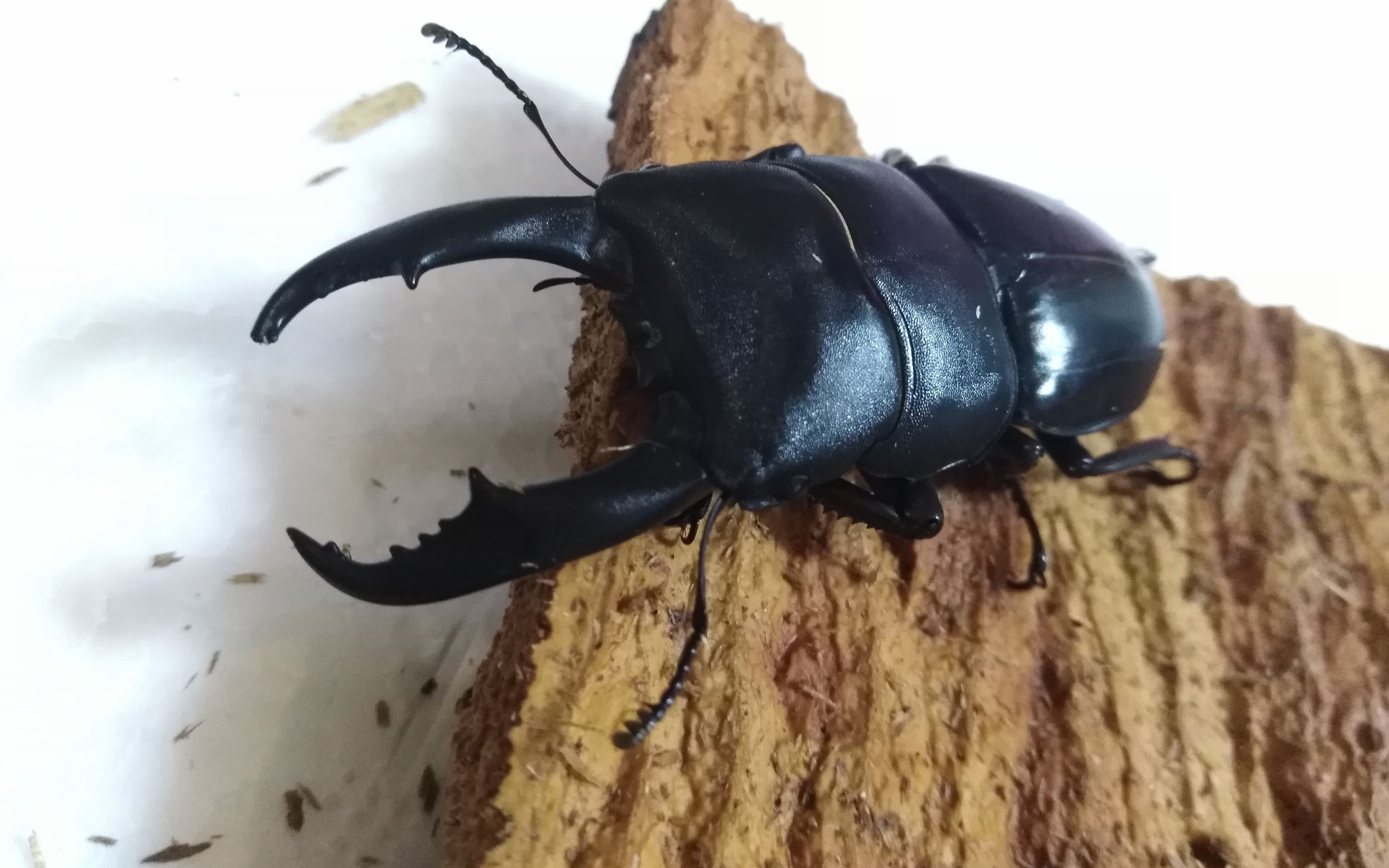 手拆木头,西南扁锹甲产房开启_哔哩哔哩 (゜-゜)つロ 干杯~-bilibili