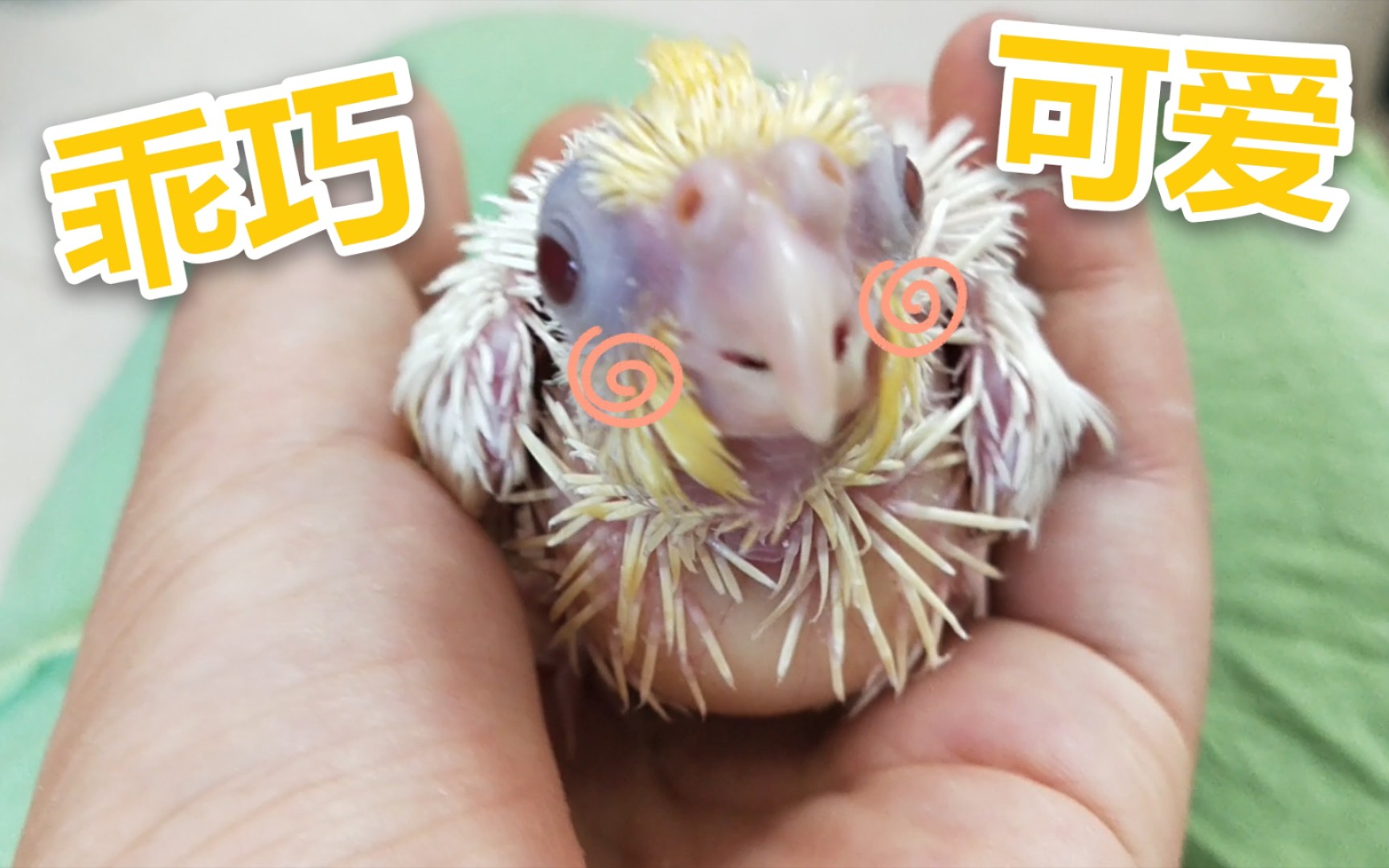 恐龙幼崽有多乖巧可爱赶紧趁它们还不会反抗的时候多摸摸