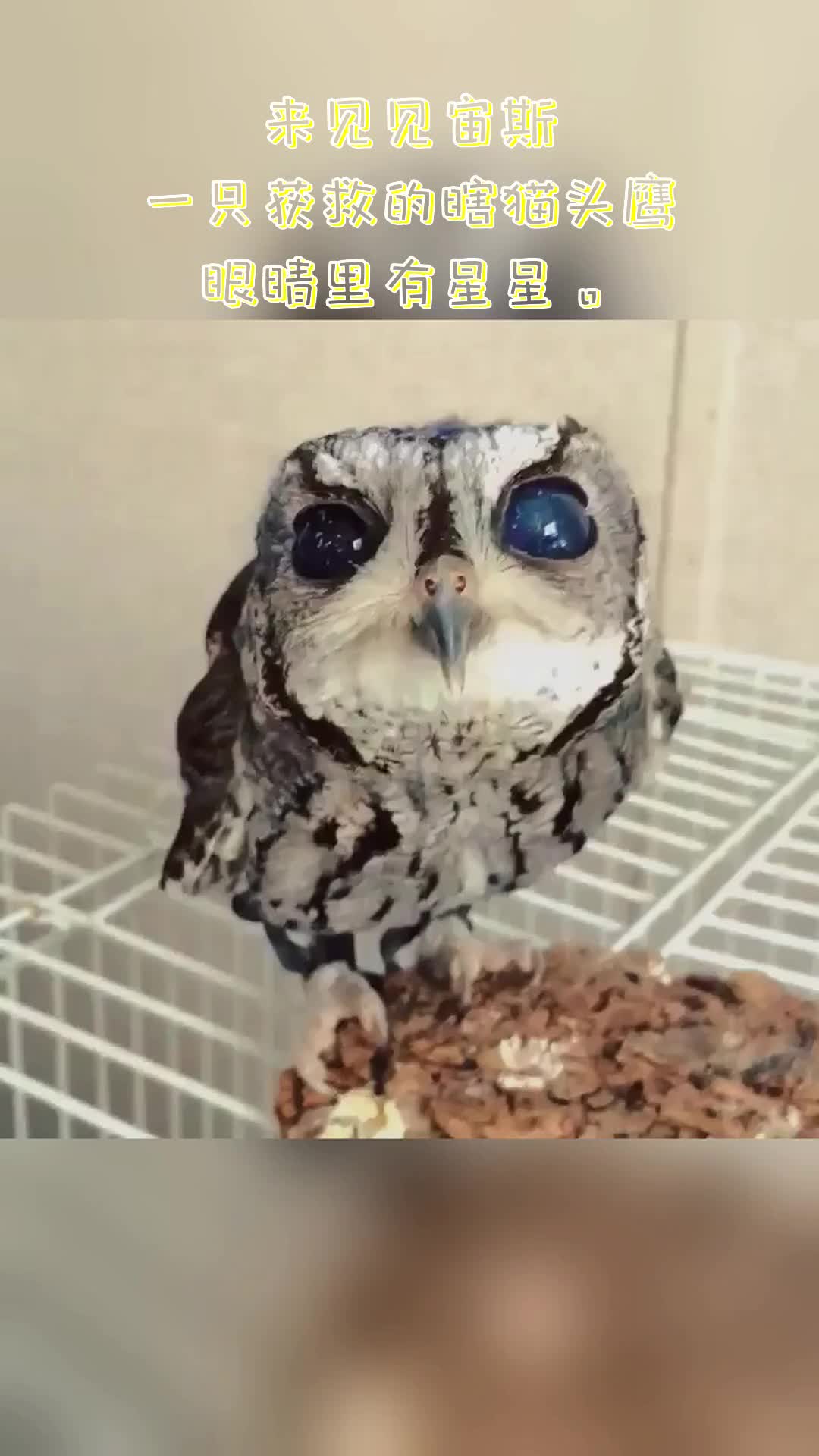 [图]Meet Zeus, a rescued blind owl with stars in his eyes. | 来见见宙斯 一只获救的瞎猫头鹰 眼睛里有星星。