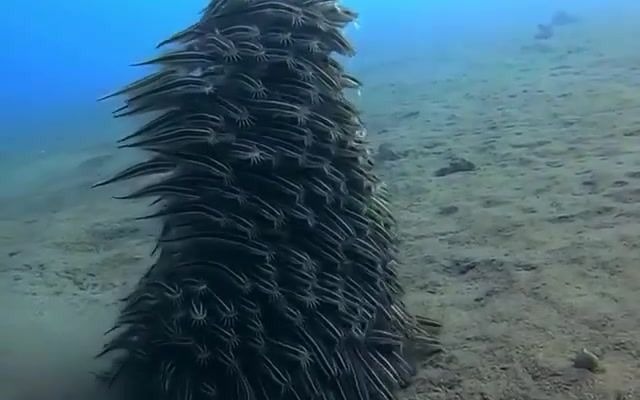 一大群条纹鳗鱼