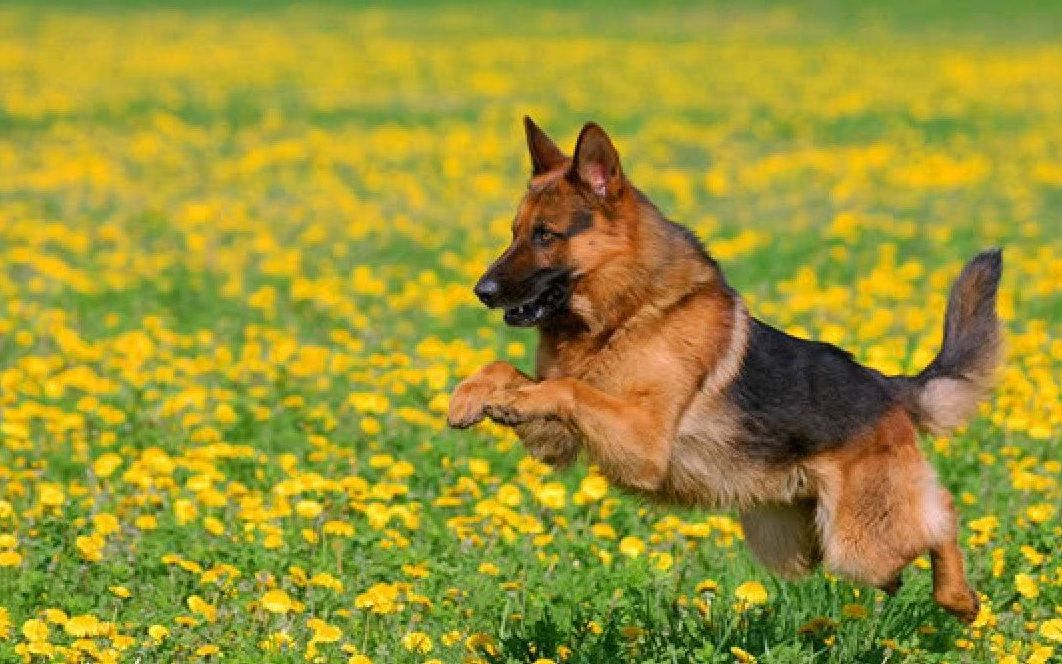 马犬与德牧,你认为哪个更适合家庭饲养?哔哩哔哩bilibili