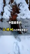 Video herunterladen: 中国最贵的三棵树