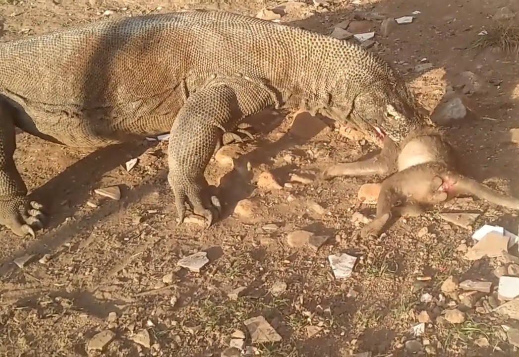 高清實拍,科莫多巨蜥捕食小猴子!