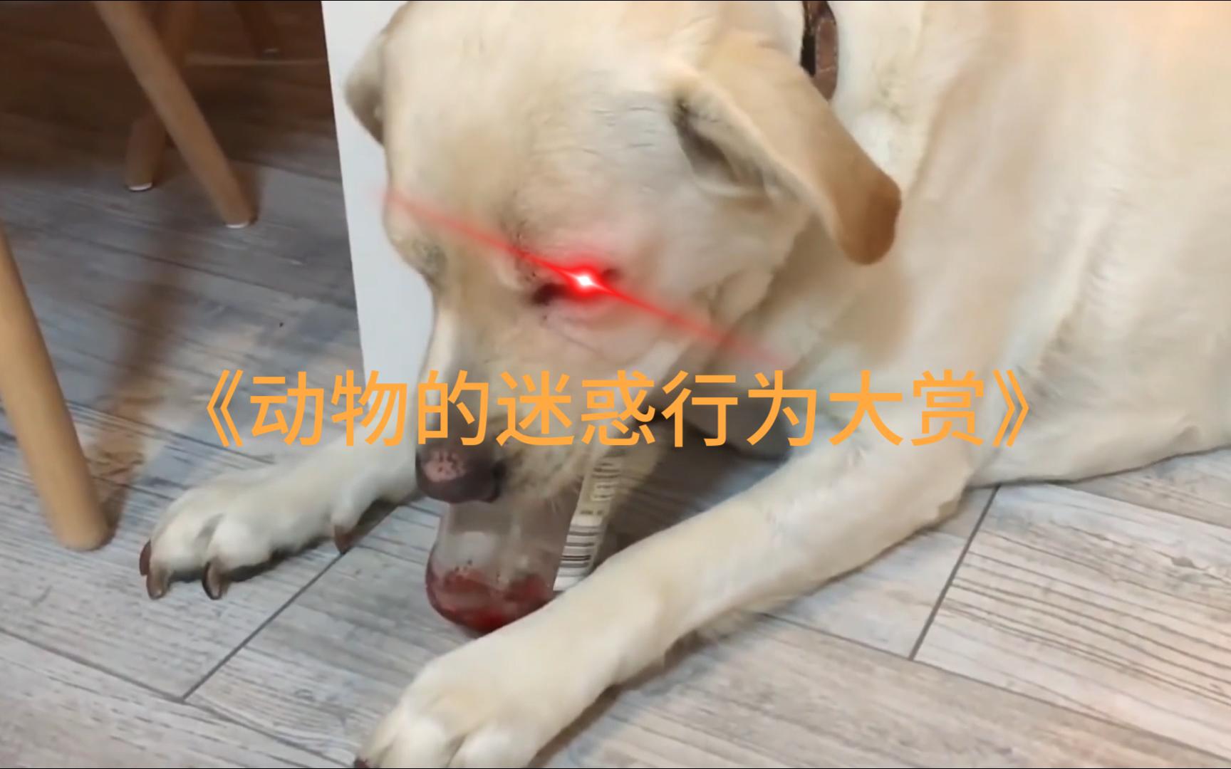 动物迷惑行为大赏,看一遍笑一遍