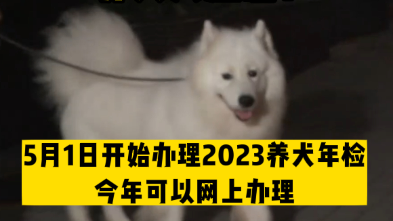 养犬人注意!5月1日起开始办理2023养犬年检,今年可以网上办理哔哩哔哩bilibili