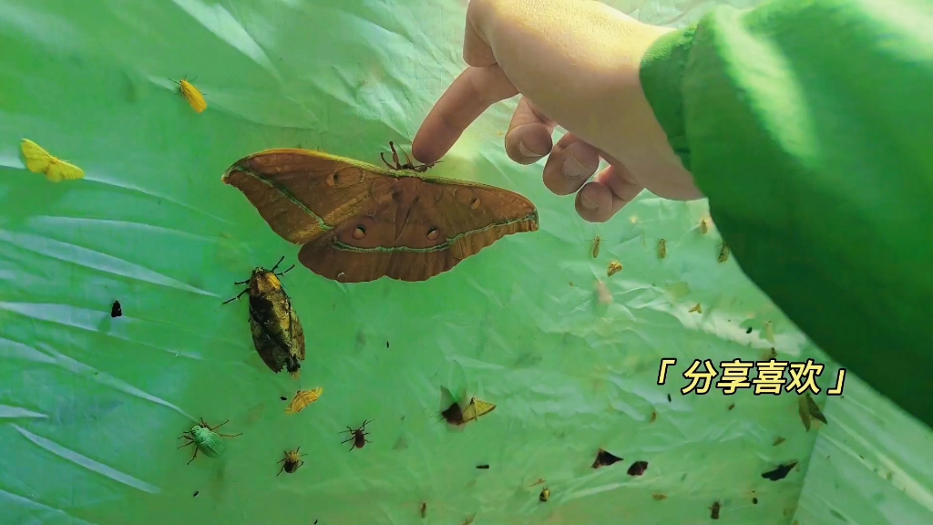 灯诱昆虫小记录