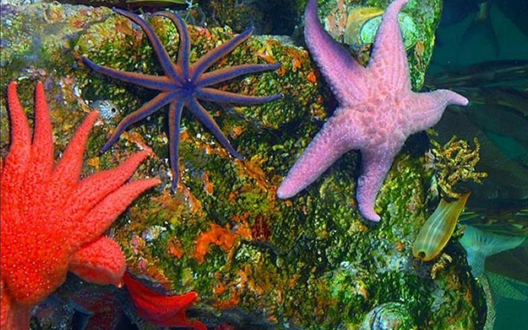 【棘皮动物家族2】请问 你知道海星是如何进食的吗?
