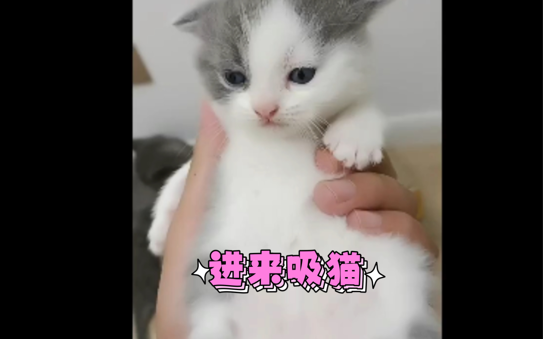 震惊!一只超可爱的蓝白猫只需要多少钱~哔哩哔哩bilibili