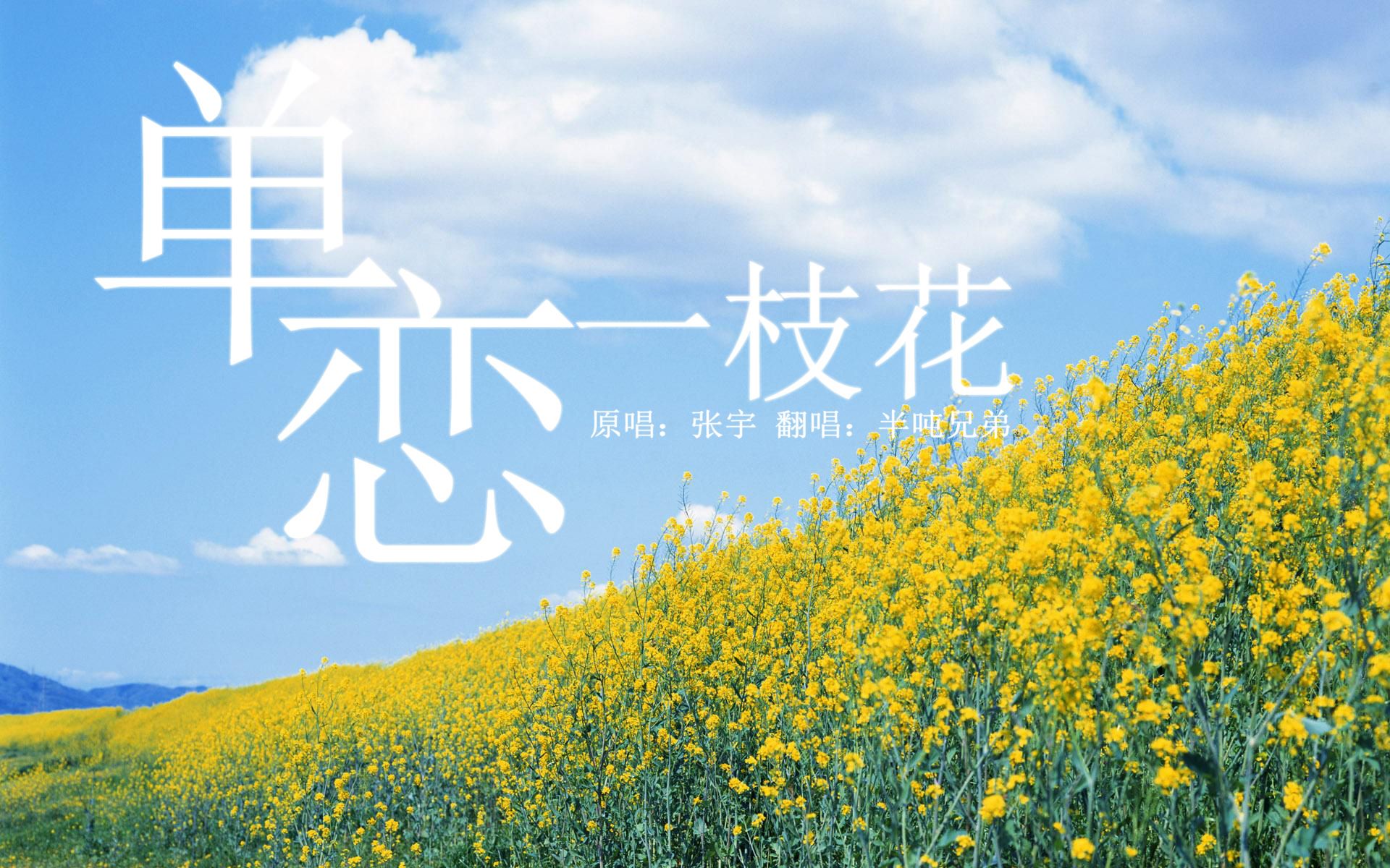 不一样的音乐不一样的单恋一枝花来自半吨兄弟