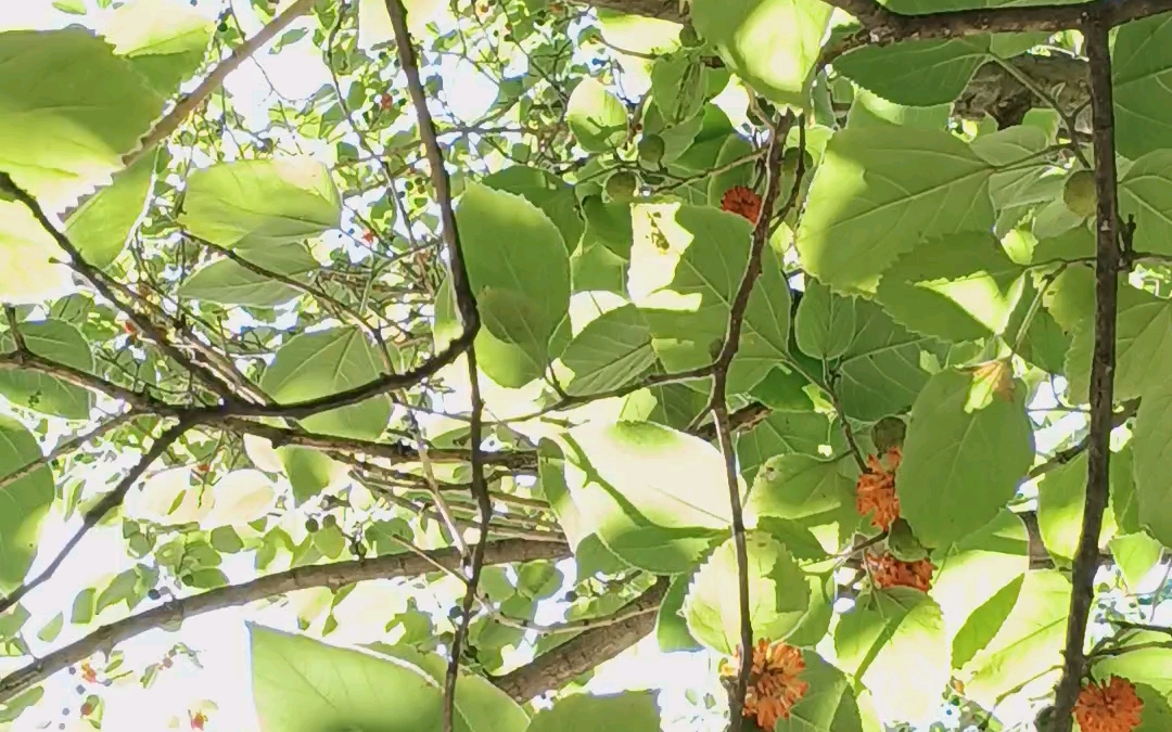 楮实子虽然好吃但不能多吃哦～(风景随手拍～)