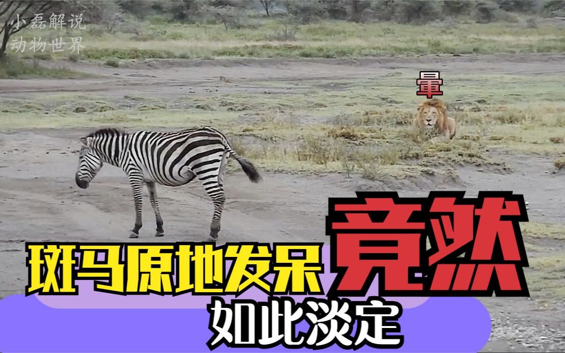 雄狮伏击斑马斑马却依然潇洒独自站在冷风中