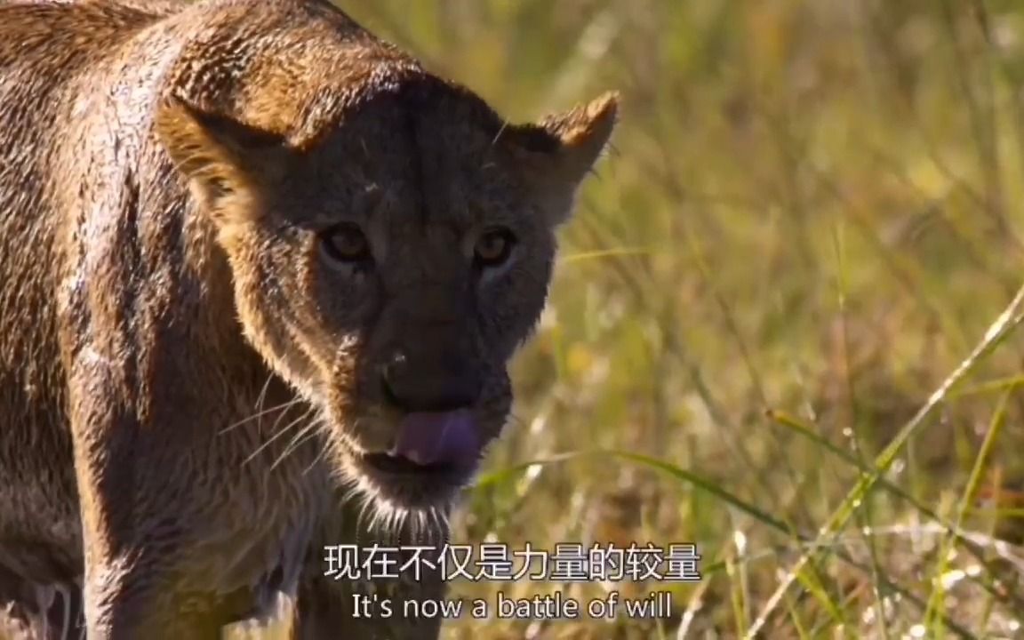 [图]【BBC纪录片地球脉动】狮子和水牛的生死搏斗