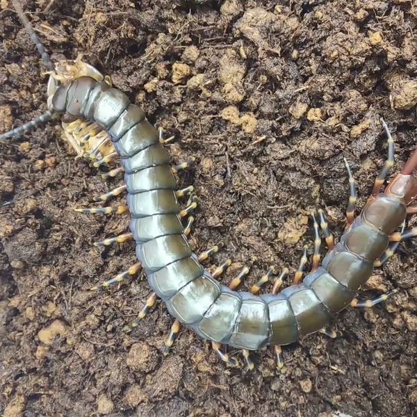 ムカデ】ベネズエラジャイアントブラックセンチピード(幼体)にデュビアを与えるScolopendora gigantea Black morph  (juv.)_哔哩哔哩_bilibili