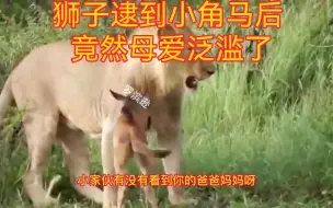 Descargar video: 狮子逮到一只小角马，竟然母爱泛滥，开始保护起小家伙了！