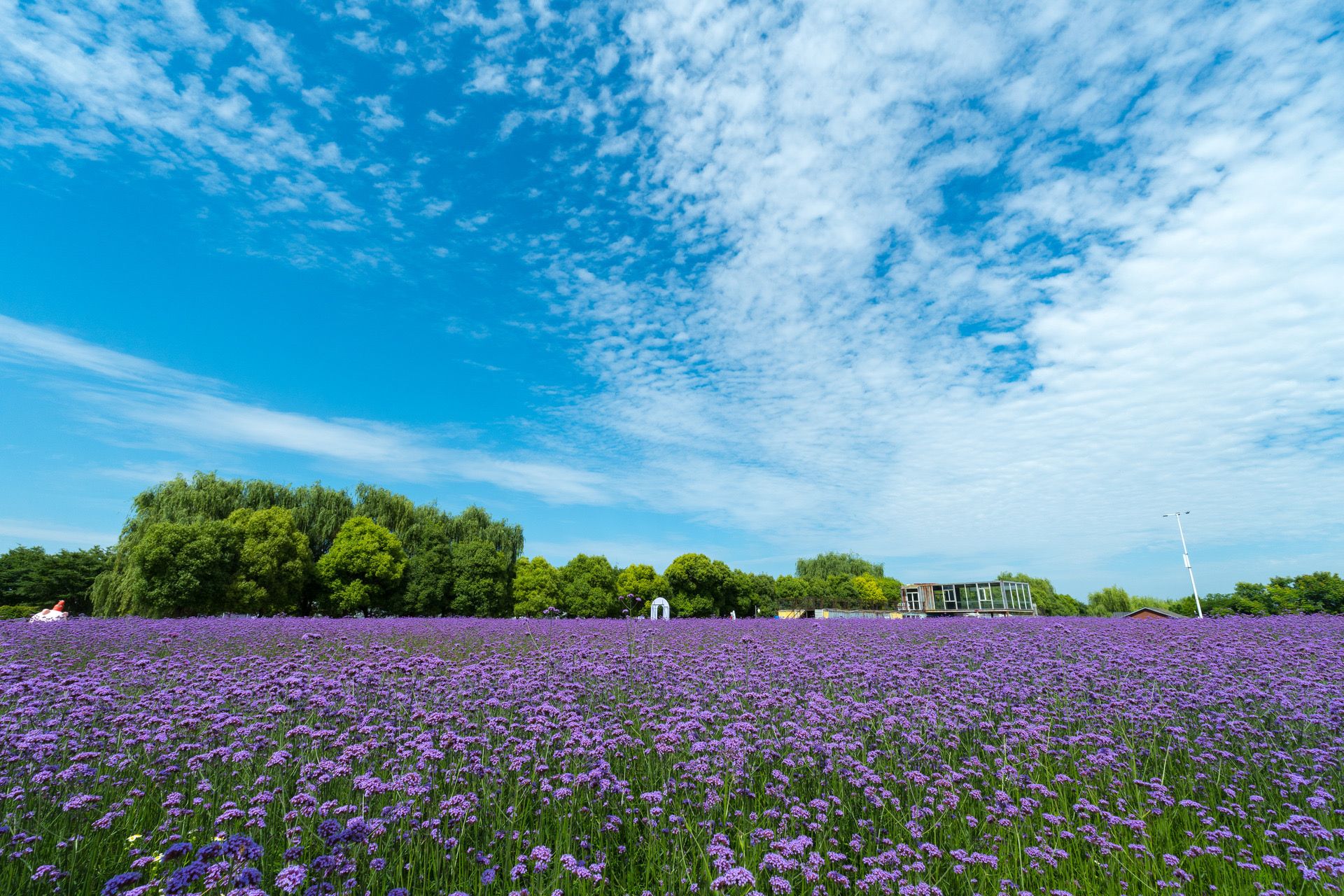 【4k】盛夏邂逅陌上花渡梦幻紫
