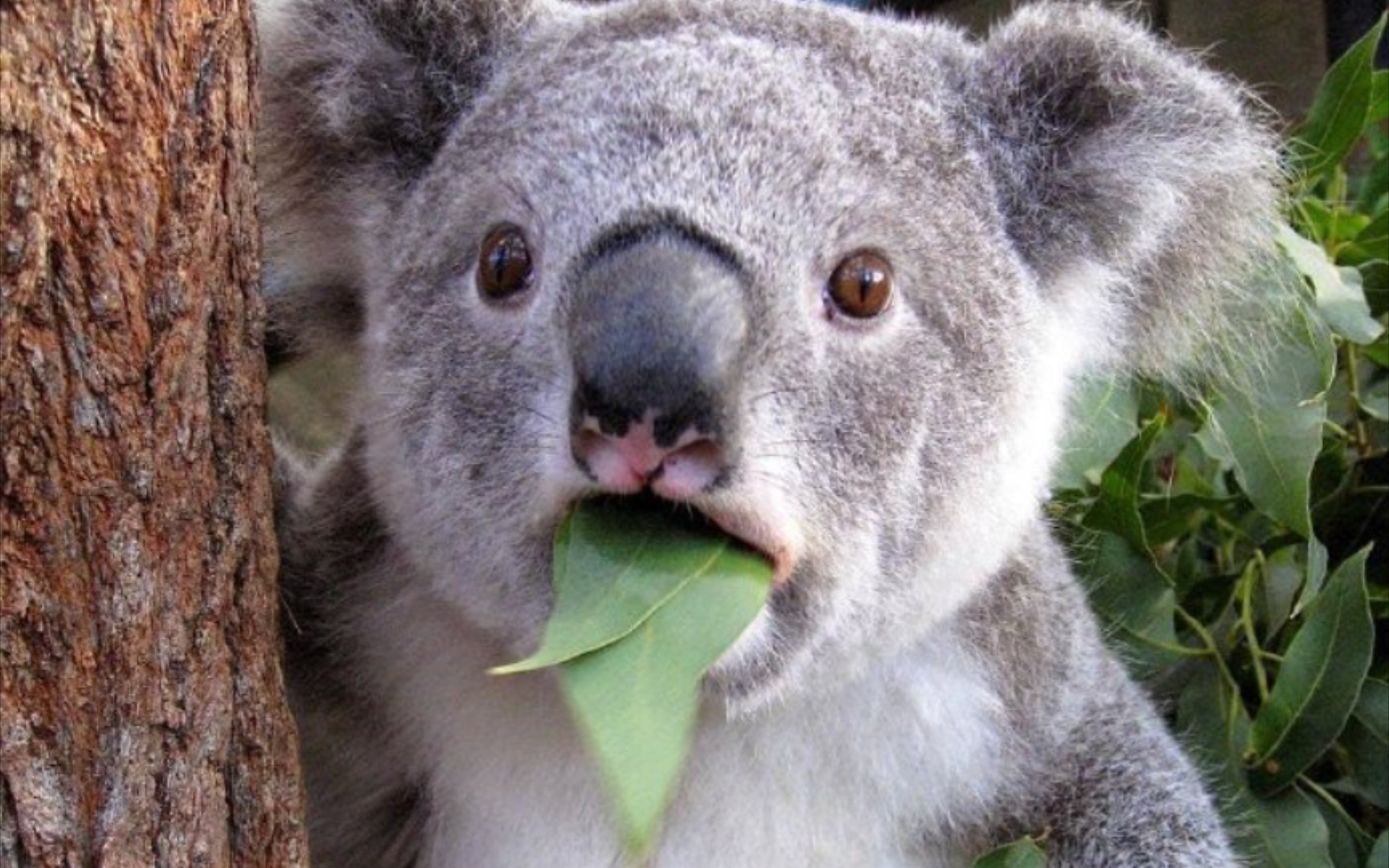 最蠢国宝就是它,树袋熊考拉!一天都在中毒解毒中度过!