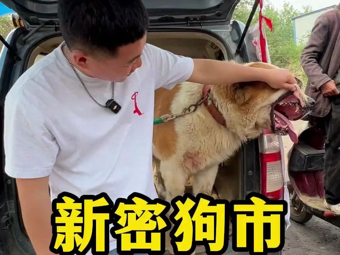 新密狗市每周一上午下庄河,看家护院大型犬猛犬居多哔哩哔哩bilibili