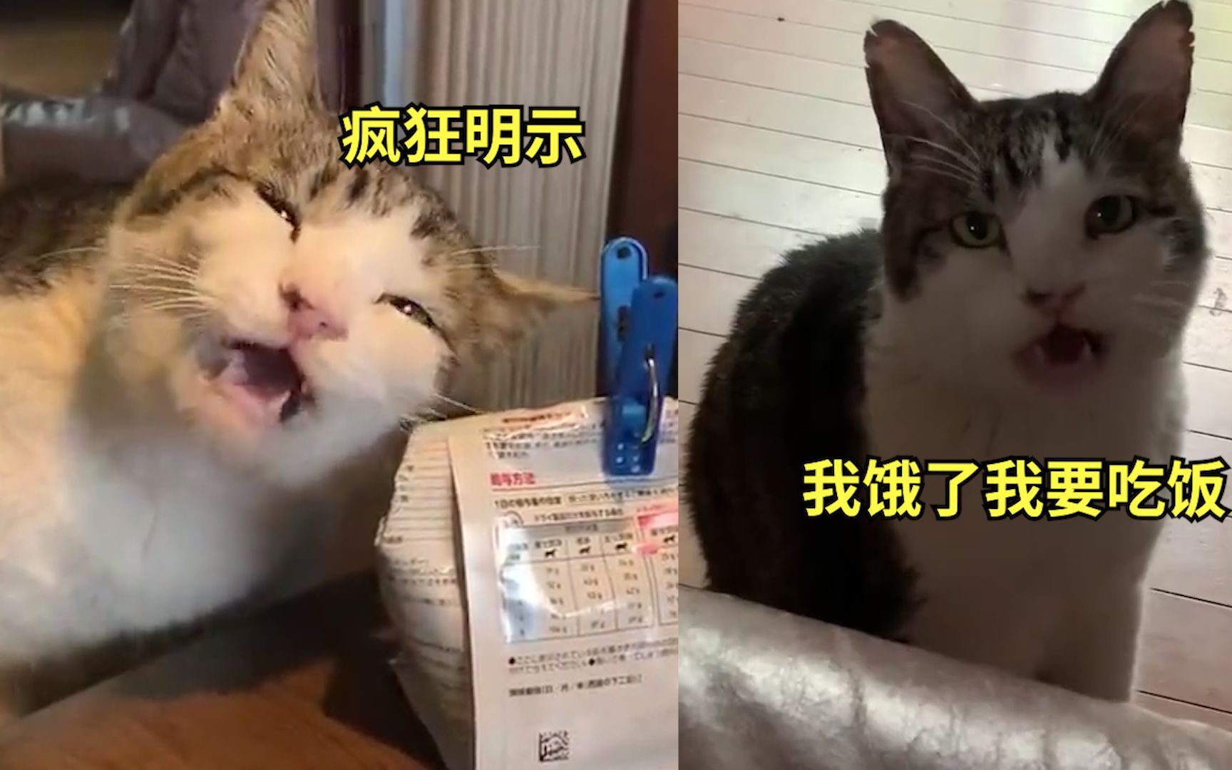 戏精猫咪"大嚼空气"疯狂明示主人放饭,网友笑翻:看给孩子饿的