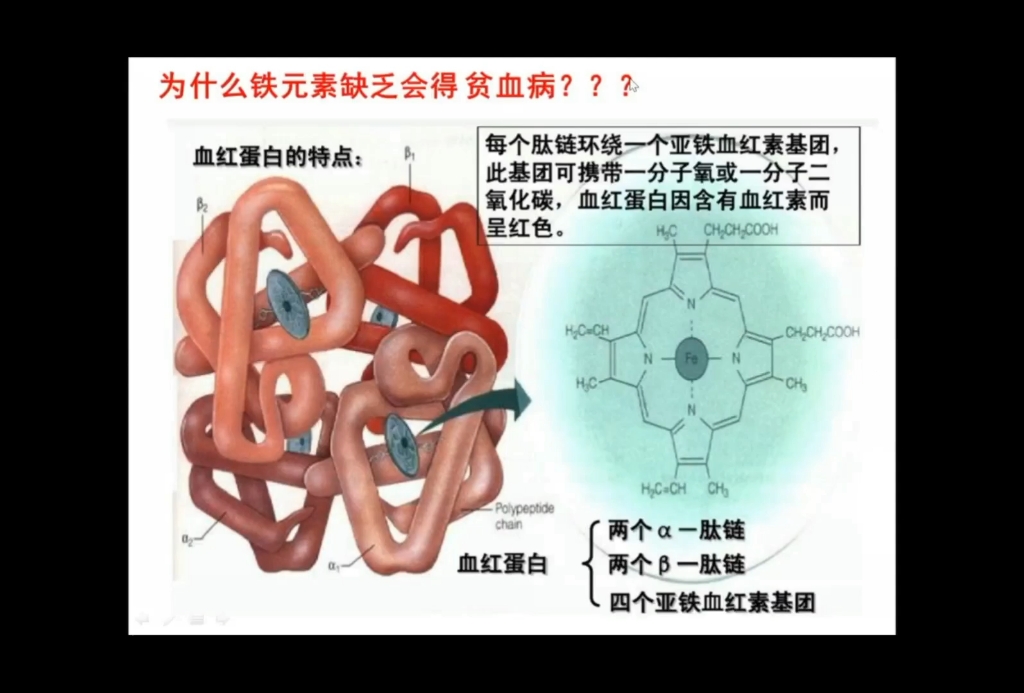 高中生物之血红蛋白的空间结构哔哩哔哩bilibili