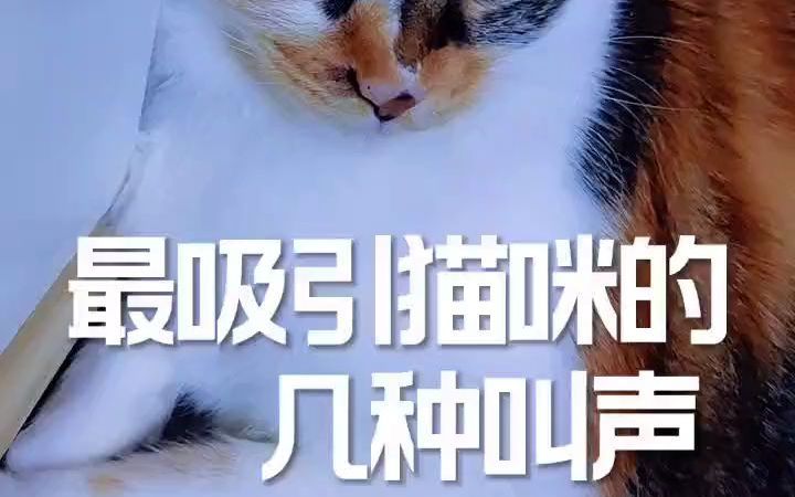 最吸引猫咪的几种叫声哔哩哔哩bilibili