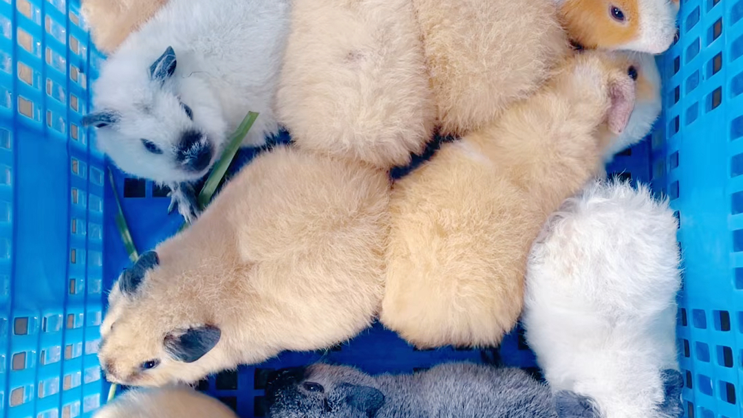 美泰加州荷兰猪