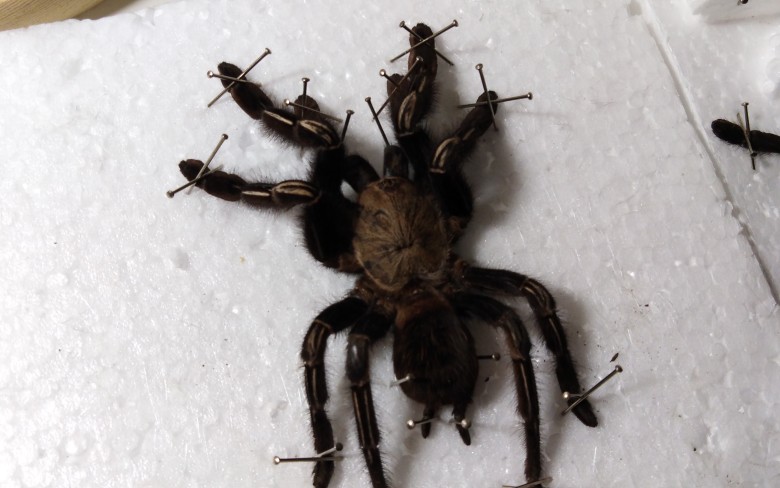 【标本】【梳背头的大猫】骷髅蜘蛛标本制作_哔哩哔哩 (゜-゜)つロ 干