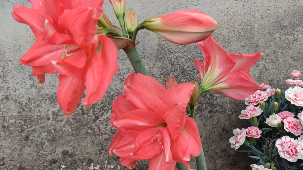 朱顶红芭蕾舞女太美了