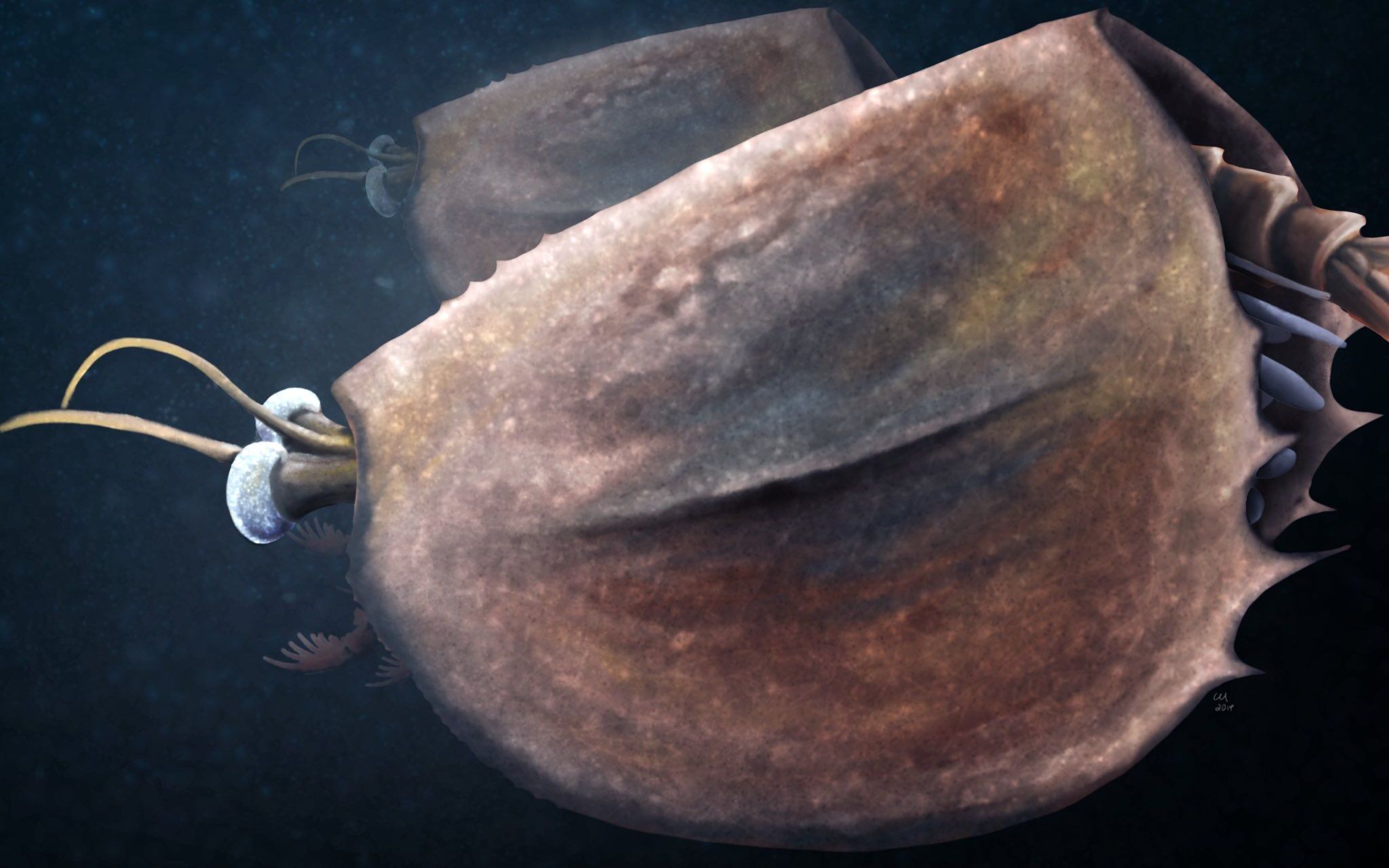 饺子也生猛【大附肢类篇(1)】等刺虫科与土卓虫科_哔哩哔哩_bilibili