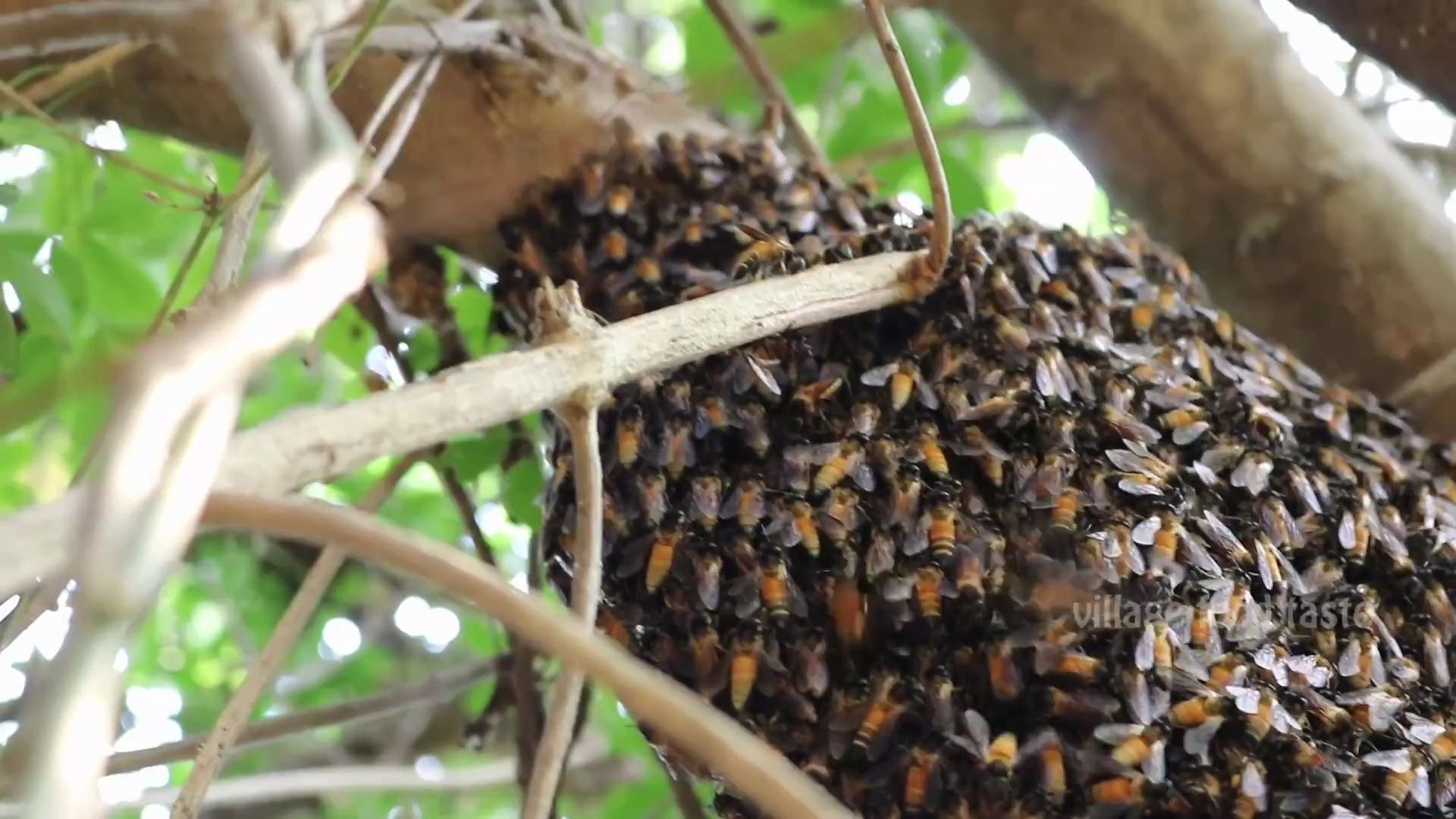 印度阿三晚上火熏蜜蜂取蜂蜜