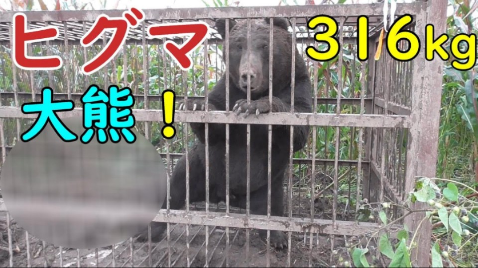 日本北海道捕获称重316公斤北海道棕熊