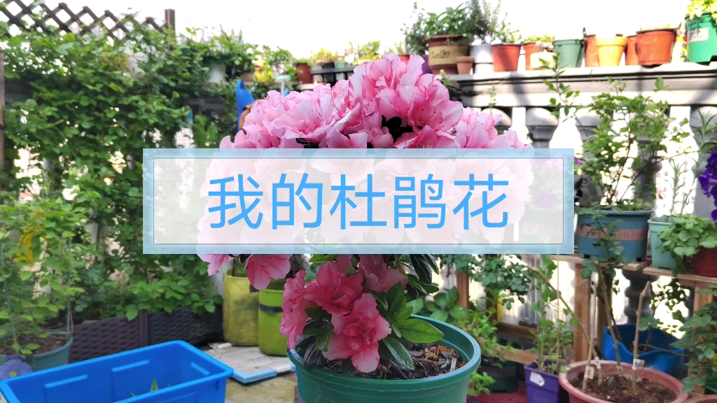 我的两棵杜鹃花|西洋杜鹃和安酷杜鹃哔哩哔哩bilibili