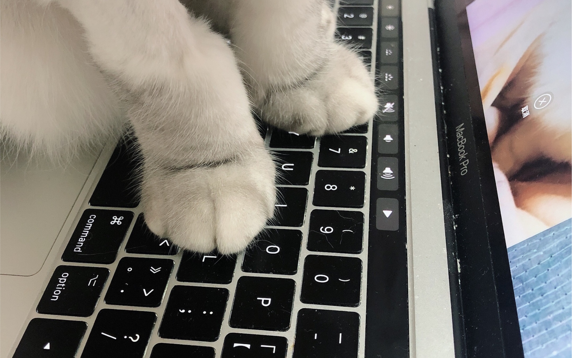 小猫咪快把你的山竹从我的键盘上拿开