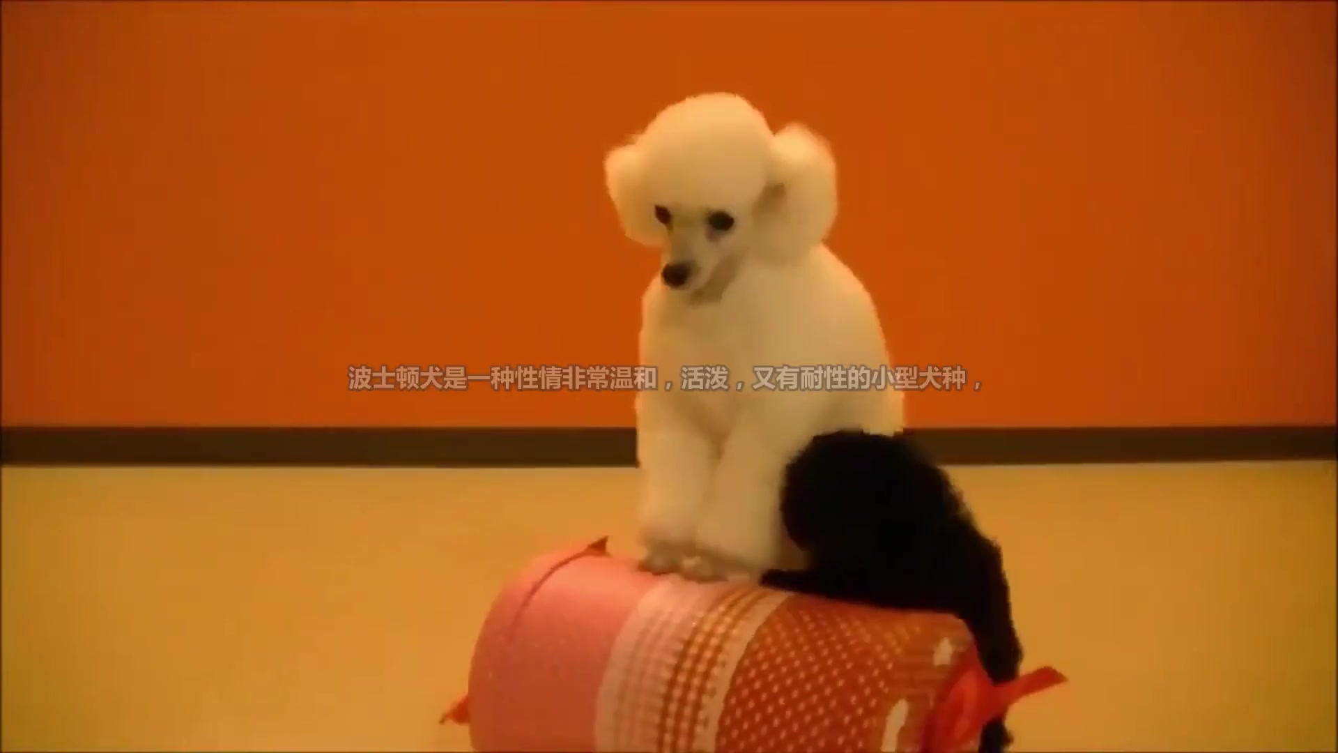 小型犬有哪些品种?适合家养的6种小型犬排名哔哩哔哩bilibili