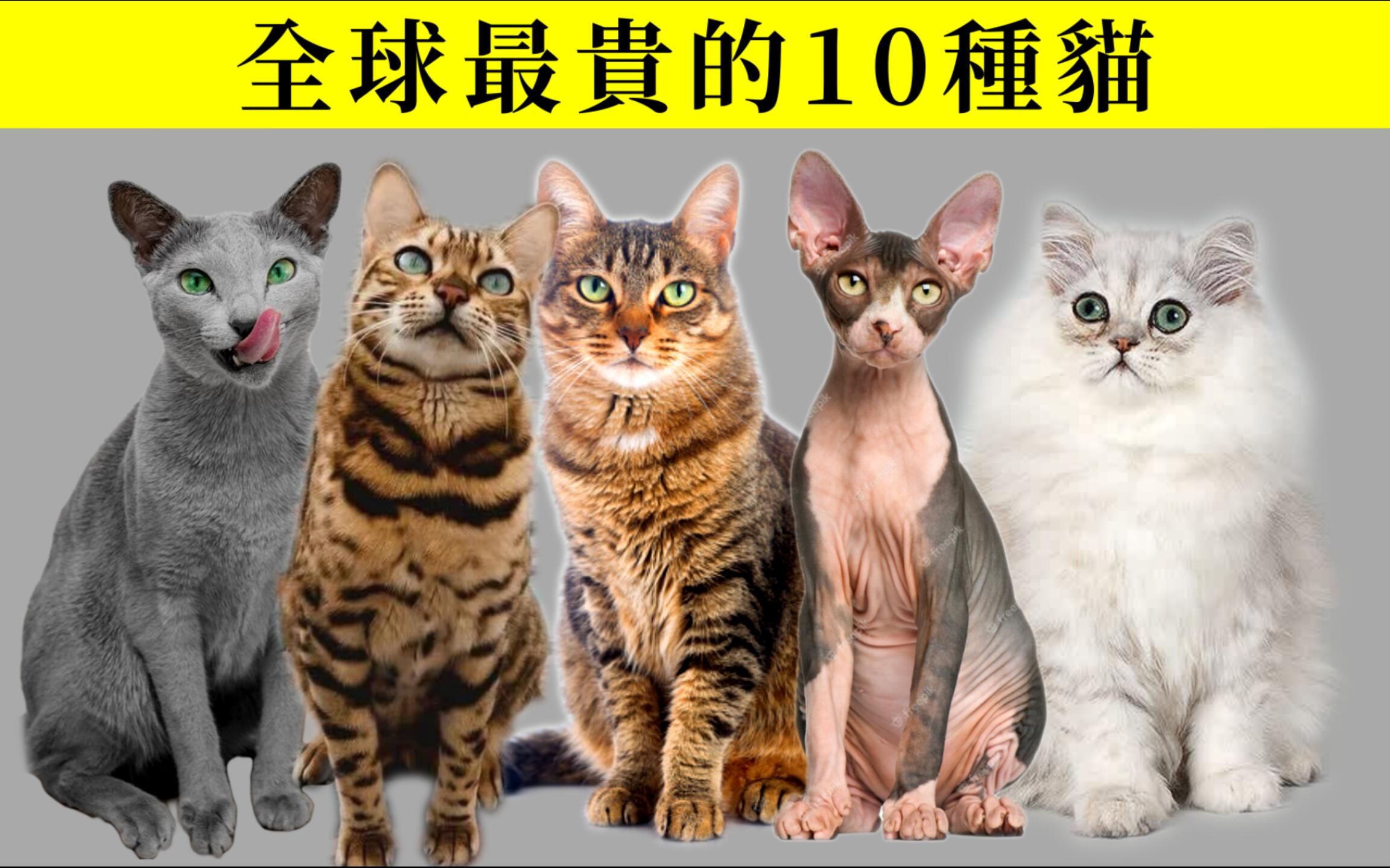 最昂贵的10种猫 需要多少的爱才能养得起呀哔哩哔哩bilibili