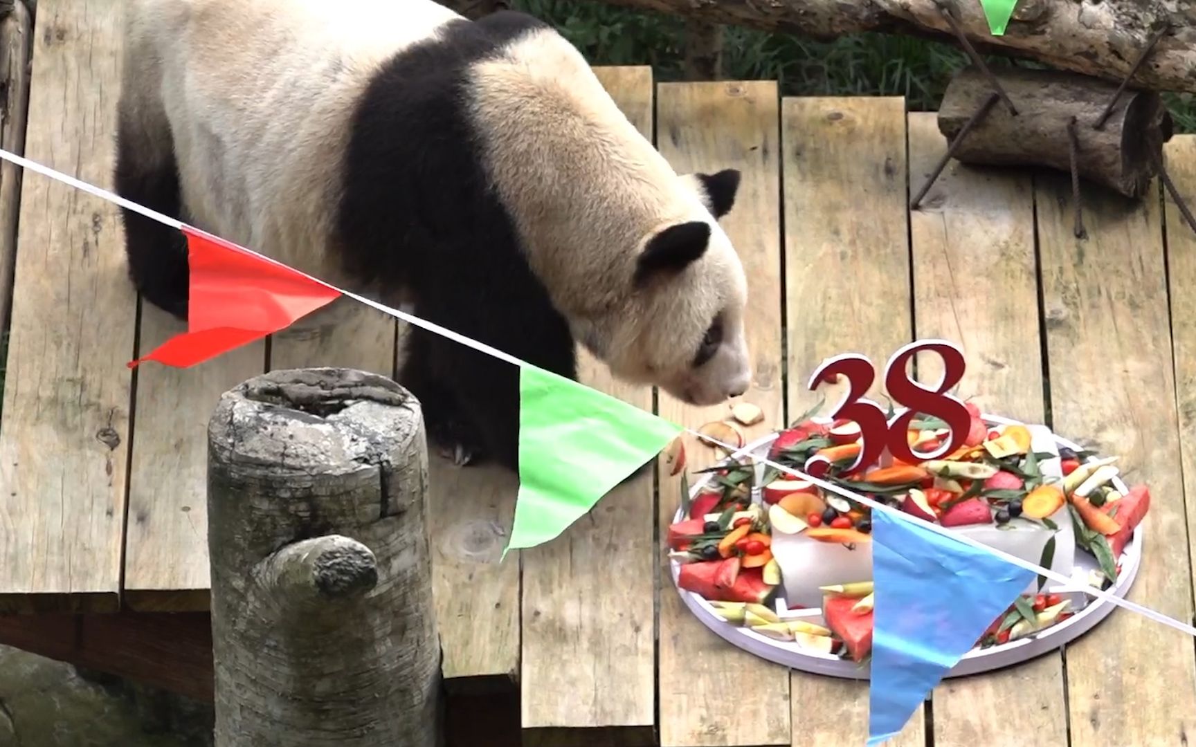 现存最年长圈养熊猫“新星”庆祝38岁生日 已相当于人类110140岁哔哩哔哩bilibili