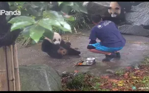 Скачать видео: 豆伴：喜豆麻麻贴贴~ 哎呀，奶爸端着盆盆奶来啦！ 奶爸：巢天骄，快点~