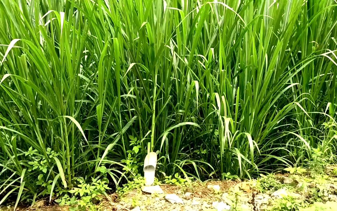 选对品种很重要,田象草没有毛,长势块,牛喜欢吃,就对了#割草