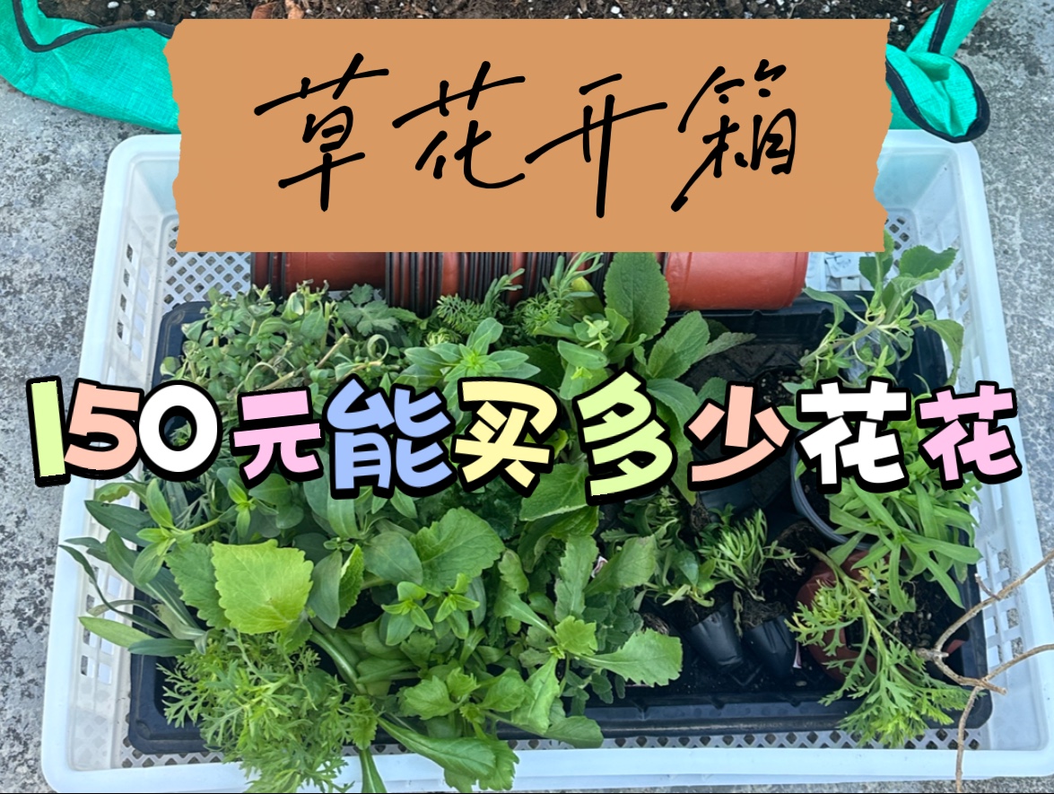 又挖到苗情和性价比都很不错宝藏草花店铺啦哔哩哔哩bilibili