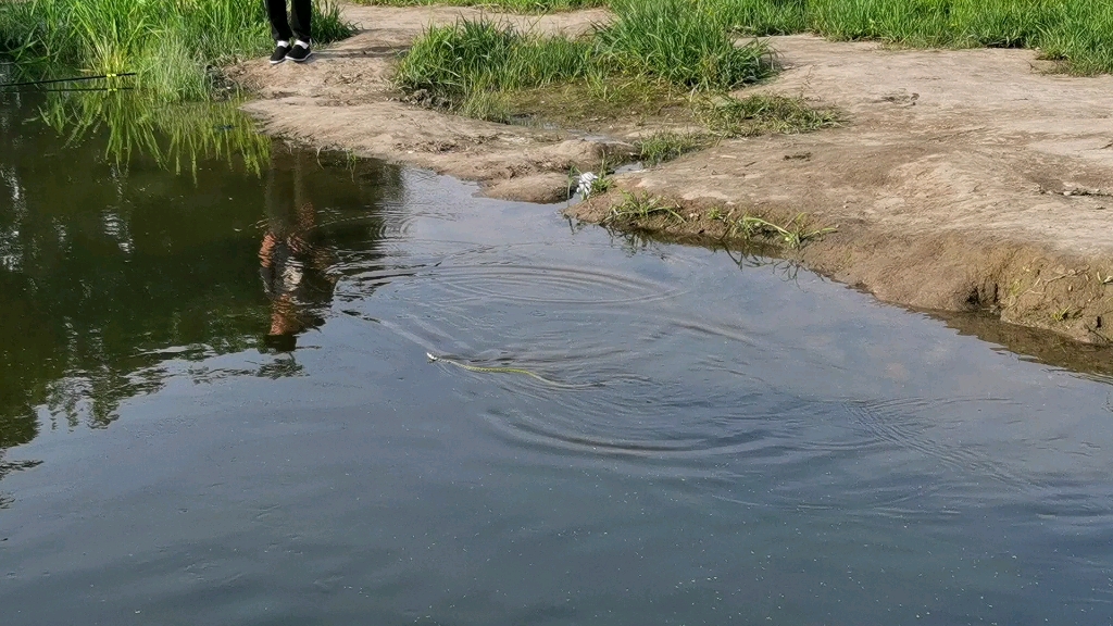 北沙河野钓遇到水蛇哔哩哔哩bilibili