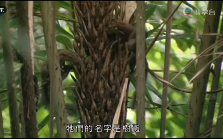 [图]广东有线插播伪节目《在森林和原野》片头20191014