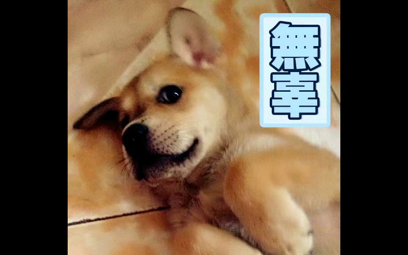 【田园犬串串】乔皮皮表情包合集1哔哩哔哩bilibili