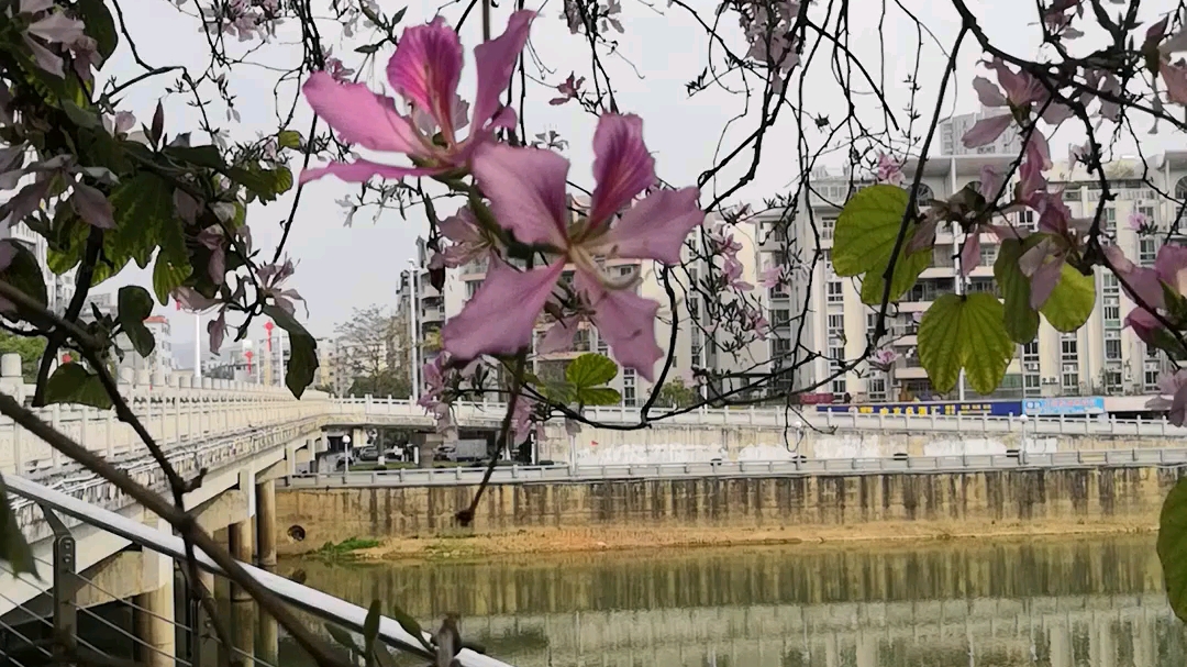 [图]三色紫荆花