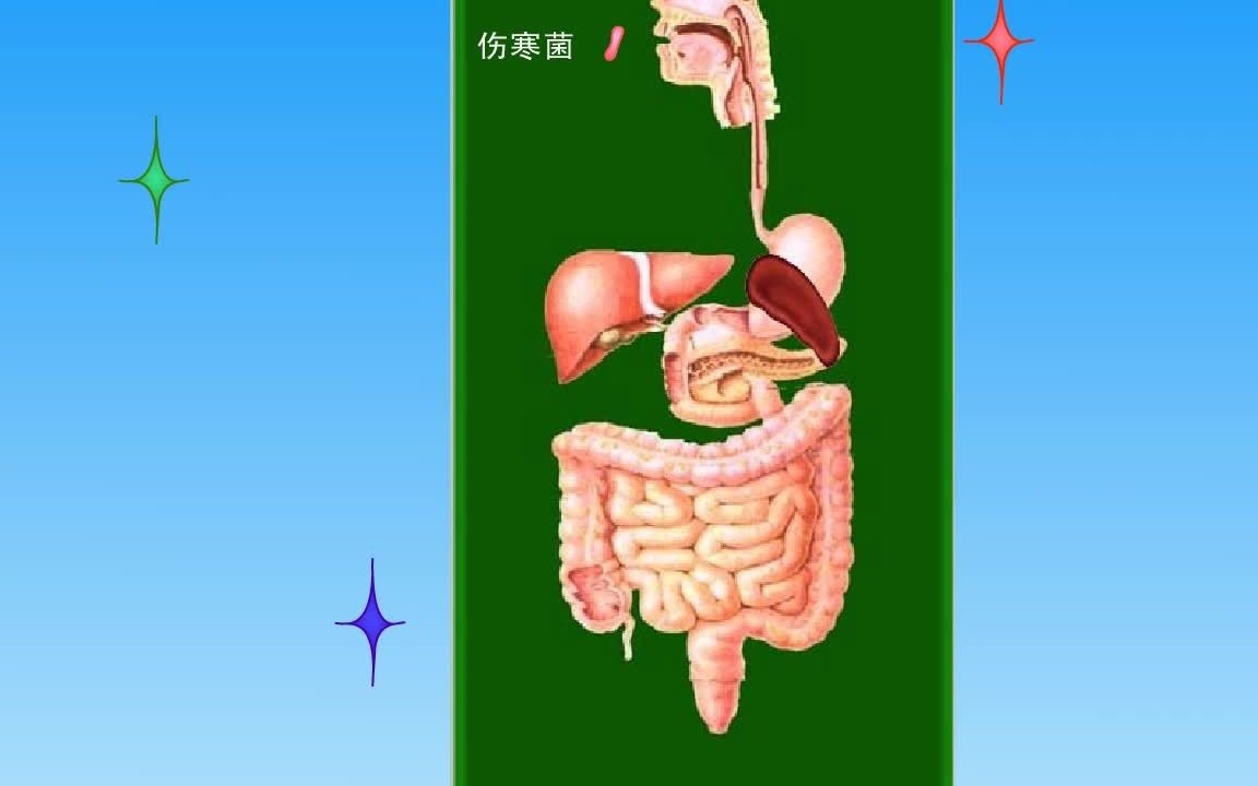 伤寒发病机理动画哔哩哔哩bilibili